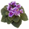 FLOR VIOLETA UN
