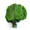 TEMPERO VERDE UN